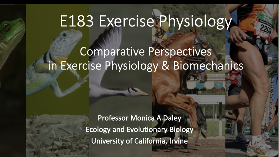 Title slide for E183 Exercise Physiology showing the subtitle "Comparative Perspectives in Exercise Physiology and Biomechanics" by Professor Monica A. Daley, Department of Ecology and Evolutionary Biology, University of California, Irvine. Background collage features photos of diverse animals including a lizard, frog, kangaroo, horse, fish, and a human runner.