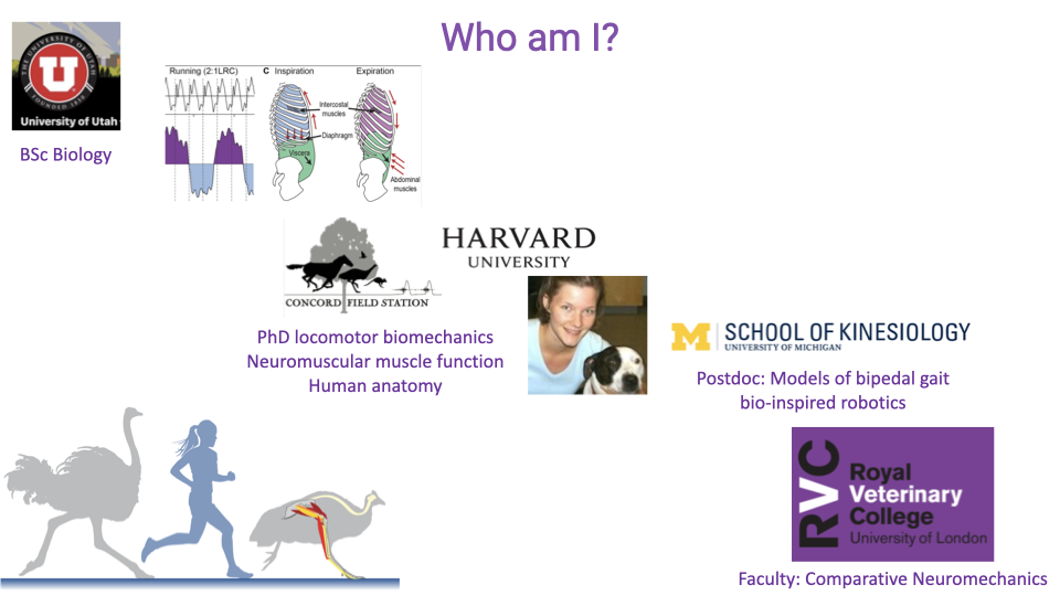 Slide titled "Who am I?" showing Professor Daley's academic career path with logos and images: University of Utah (biology undergrad, pre-med), Harvard University (PhD in comparative locomotor biomechanics, neuromuscular function, human gross anatomy), School of Kinesiology (postdoc in bipedal gait models for bio-inspired robotics), and Royal Veterinary College (faculty for 12 years teaching comparative anatomy). Images of running animals and a human runner illustrate the comparative approach.