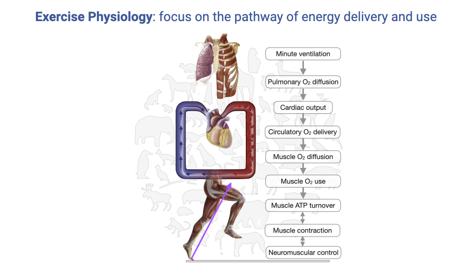 Diagram titled "Exercise Physiology: focus on the pathway of energy delivery and use." Shows an anatomical illustration of the human body with labeled components of the oxygen delivery pathway: alveolar ventilation, alveolar diffusion, circulatory system (cardiac output), circulatory O₂ diffusion, mitochondria (muscle O₂ use), and muscle ATP turnover (neuromechanical output). Arrows trace the pathway from lungs through the cardiovascular system to the muscles.