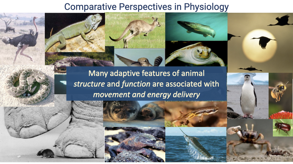 Photo collage titled "Comparative Perspectives in Physiology" featuring diverse animals: wildebeest, iguana, kangaroo, fish, cranes in flight, coiled snake, marine iguana, penguin, honeybee, crab, beetle, shrimp, and others. Central text overlay reads "Many adaptive features of animal structure and function are associated with movement and energy delivery."