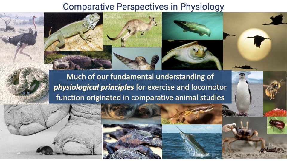 Same photo collage of diverse animals as previous slide, now with updated central text reading "Much of our fundamental understanding of physiological principles for exercise and locomotor function originated in comparative animal studies."