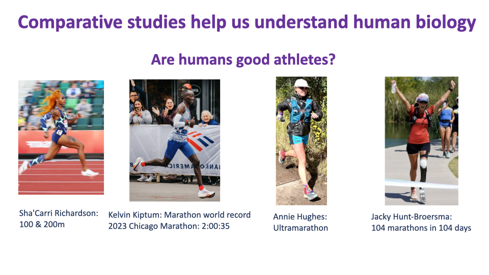 Slide titled "Comparative studies help us understand human biology" with the question "Are humans good athletes?" Below are four photos of exceptional human athletes: Sha'Carri Richardson (100m and 200m sprinter), Kelvin Kiptum (Marathon world record, 2023 Chicago Marathon, 2:00:35), Annie Hughes (Ultramarathoner), and Jacky Hunt-Broersma (104 marathons in 104 days as a transtibial amputee athlete).