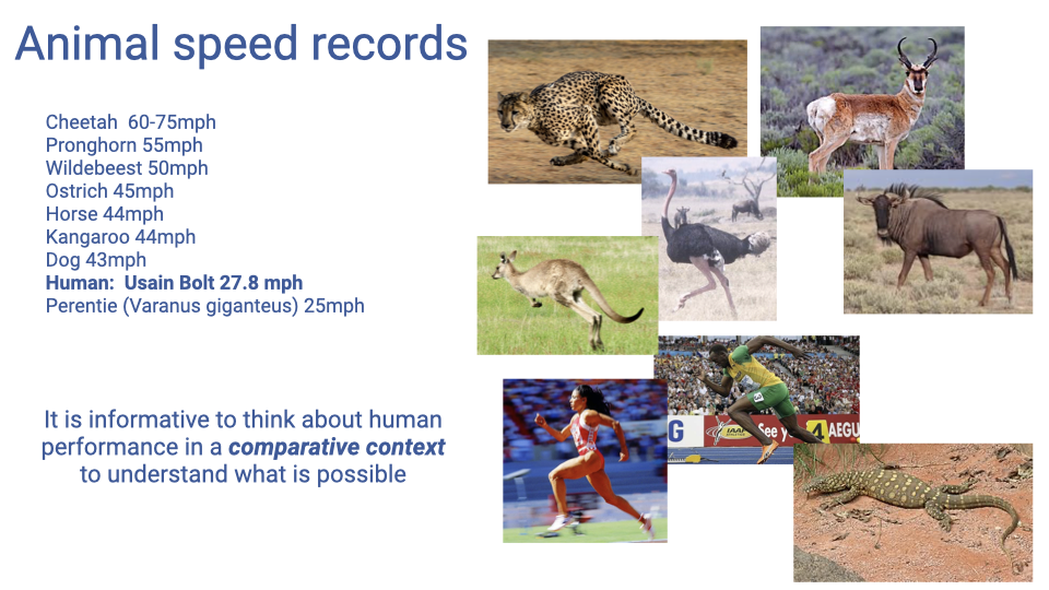 Slide titled "Animal speed records" listing maximum speeds with photos: Cheetah 60-75 mph, Pronghorn 55 mph, Wildebeest 50 mph, Ostrich 45 mph, Horse 44 mph, Dog 43 mph. Notes that the fastest human, Usain Bolt, reached 27.8 mph, and that the lizard Ctenosaura similis (Black Spiny-tailed Iguana) reaches 21 mph. A caption states "It is informative to think about human performance in a comparative context to understand what is possible."