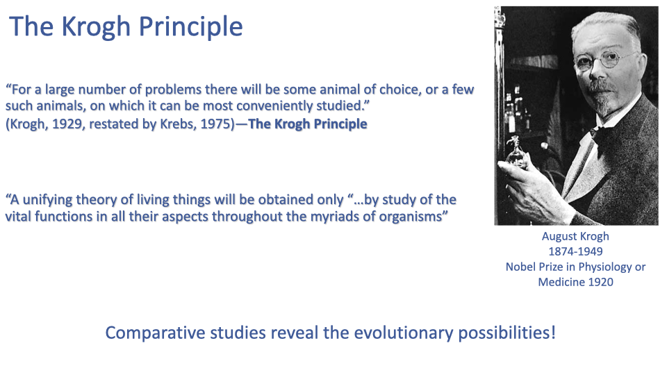 Slide titled "The Krogh Principle" featuring a black-and-white portrait photo of August Krogh (1874-1949, Nobel Prize in Physiology or Medicine, 1920). Two quotes are displayed: (1) "For a large number of problems there will be some animal of choice, or a few such animals, on which it can be most conveniently studied" (Krogh, 1929, restated by Krebs, 1975), and (2) "A unifying theory of living things will be obtained only when we study the vital functions in all their aspects throughout all the myriad of organisms." The slide concludes: "Comparative studies reveal the evolutionary possibilities!"