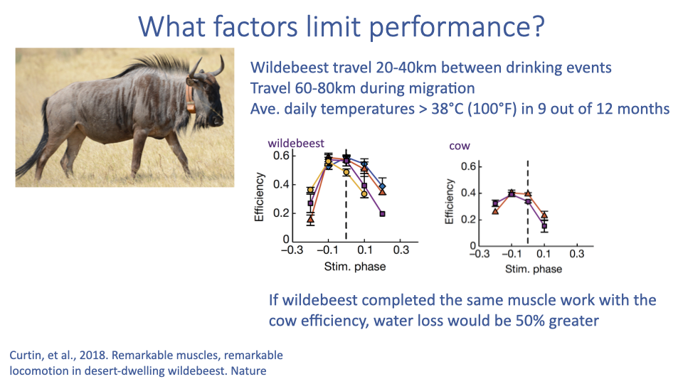 Slide titled "What factors limit performance?" featuring a photo of a wildebeest and two graphs. Text explains that wildebeest travel 20-40 km between drinking events, travel 60-80 km during migration, and face average daily temperatures above 34 degrees Celsius (100 degrees Fahrenheit) in 9 out of 12 months. Graphs compare muscle efficiency between wildebeest and cow, showing wildebeest muscle has higher efficiency. Caption states: "If wildebeest completed the same muscle work with cow efficiency, water loss would be 50% greater." Reference: Curtis et al. (2018) Remarkable muscles, remarkable locomotion in desert-dwelling wildebeest, Nature.
