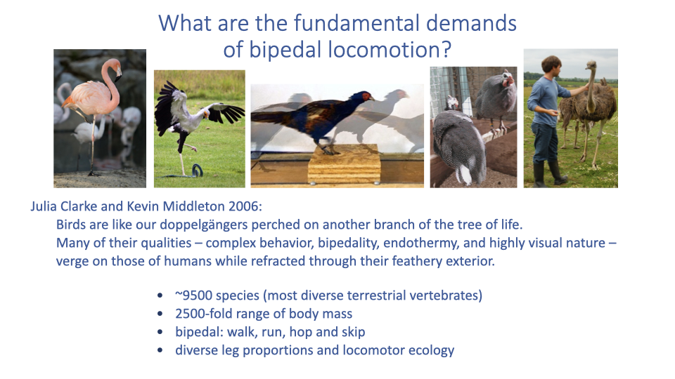 Slide titled "What are the fundamental demands of bipedal locomotion?" with a quote from Julia Clarke and Kevin Middleton (2006): "Birds are like our doppelgangers perched on another branch of the tree of life. Many of their qualities -- including complex behavior, bipedality, endothermic, and a highly visual nature -- verge on those of humans while refracted through their fiery exterior." Below lists key facts: approximately 9,500 species (most diverse terrestrial vertebrates), 2,500-fold range of body mass, bipedal gaits include walk, run, hop, and skip, and diverse leg proportions and locomotor ecology. Photos show various bird species walking and running.