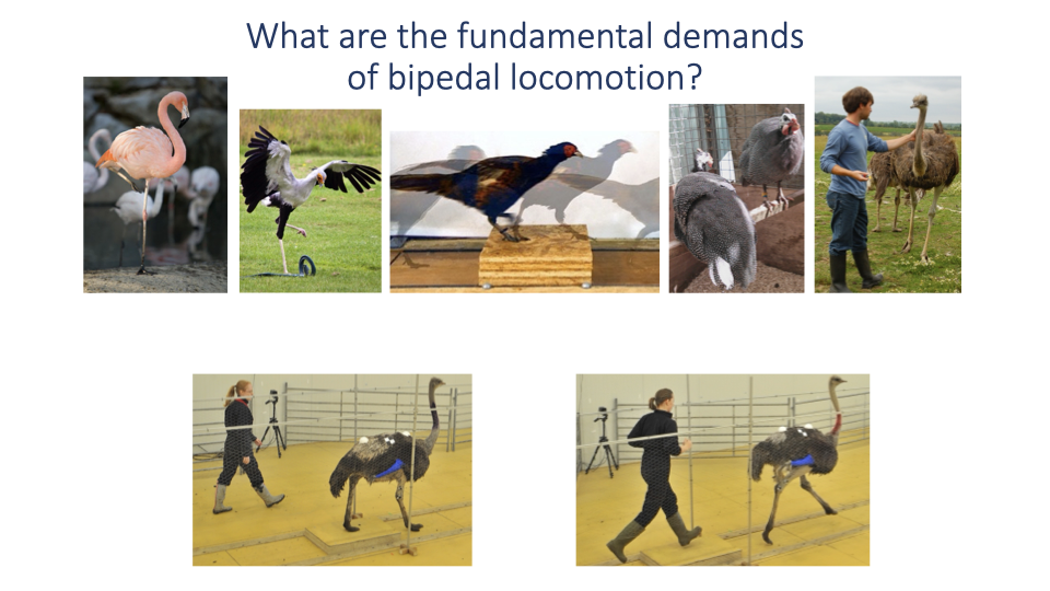 Slide titled "What are the fundamental demands of bipedal locomotion?" showing a photo grid of various bird species alongside humans. Images include researchers walking with ostriches, a person next to a large bird, ostriches running, and a toddler walking alongside an ostrich, illustrating the parallels between human and bird bipedalism.