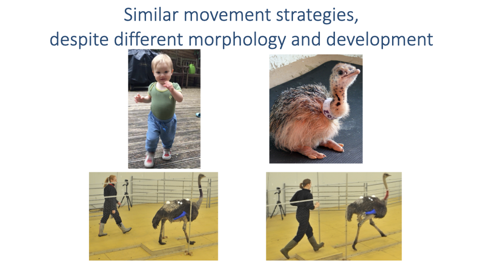 Slide titled "Similar movement strategies, despite different morphology and development." Shows four photos comparing a human toddler learning to walk with baby and adult ostriches. The toddler takes unsteady steps while the young ostrich runs confidently, illustrating that ostriches can walk and run like adults from 24 hours after hatching while human children require hundreds of thousands of practice steps.