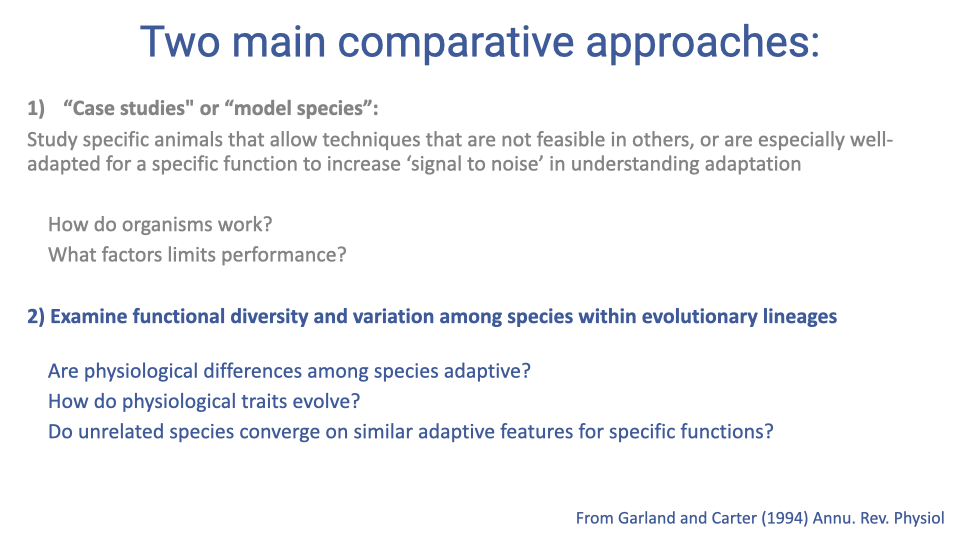 Expanded "Two main comparative approaches" slide now showing full detail for both approaches. Under approach 2, additional questions are listed: Are physiological differences among species adaptive? How do physiological traits evolve? Do unrelated species converge on similar adaptive features for specific functions? Reference: Garland and Carter (1994) Annu. Rev. Physiol.