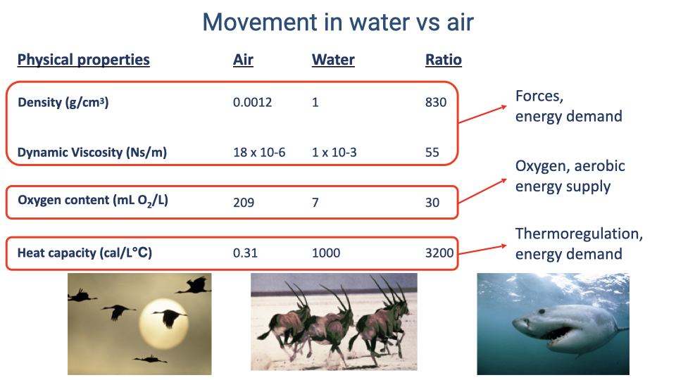 Table titled "Movement in water vs air" comparing physical properties of air and water. Columns show Air, Water, and Ratio values for: Density (g/cm³): 0.0012 vs 1 (ratio 830), Dynamic Viscosity (Pa·s): 18 x 10⁻⁶ vs 1 x 10⁻³ (ratio 55), Oxygen content (mL O₂/L): 209 vs 7 (ratio 30), Heat capacity (kJ/L·°C): 0.31 vs 3200 (ratio approximately 10,000). Side images show a fish (aquatic), a bird in flight (aerial), and a horse running (terrestrial).