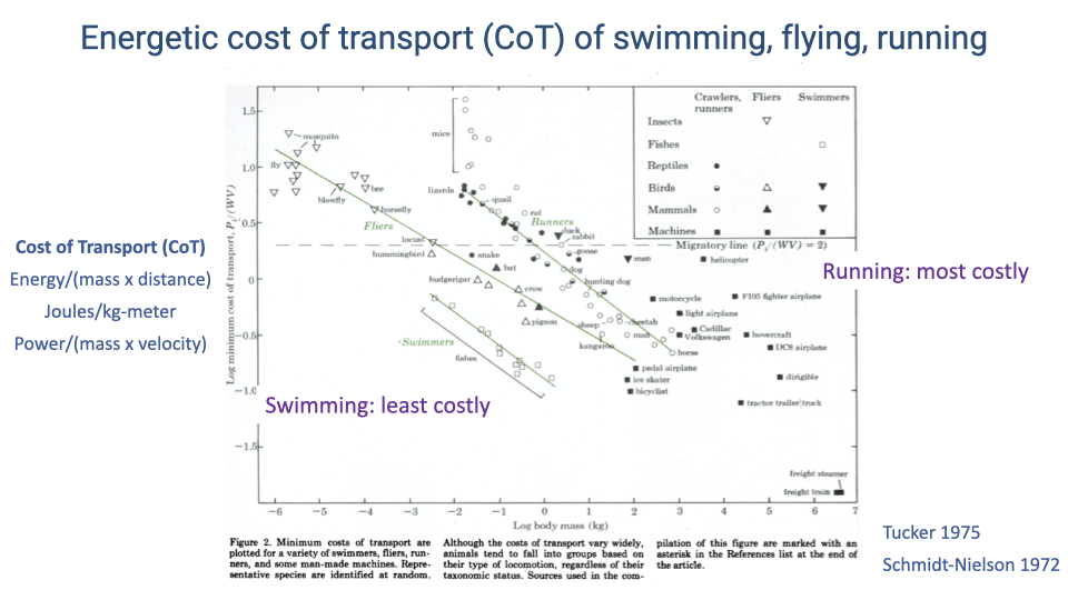 Log-log scatter plot titled "Energetic cost of transport (CoT) of swimming, flying, running" showing body mass (x-axis) versus cost of transport (y-axis) for hundreds of species. Three regression lines show that running is the most costly mode of locomotion, flying is intermediate, and swimming is the least costly. The cost of transport is defined as energy per unit mass per unit distance (J/kg·m). Reference: Tucker (1975), Schmidt-Nielsen (1972).