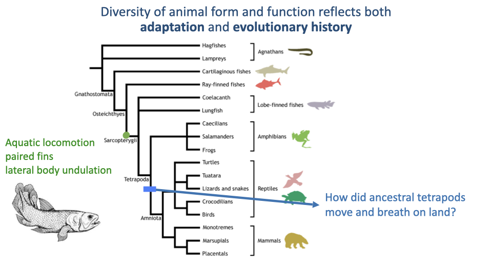Phylogenetic tree diagram similar to Slide 30 but with additional annotation. A red arrow highlights the transition from aquatic sarcopterygian fish to early tetrapods, with the question "How did ancestral tetrapods move and breathe on land?" The tree shows the evolutionary divergence into amphibians, reptiles, birds, and mammals.
