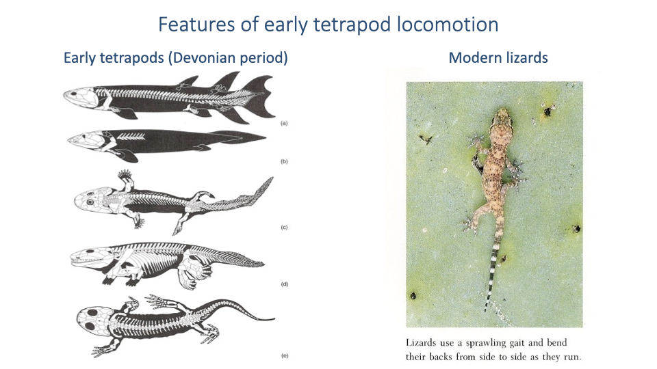 Slide titled "Features of early tetrapod locomotion" with two columns. Left shows "Early tetrapods (Devonian period)" with illustrations of four-legged animals with sprawling posture and an underlying fish-like body form. Right shows "Modern lizards" with a diagram and photo of a lizard demonstrating lateral body undulation during locomotion, bending their backs from side to side as they run.