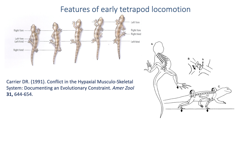 Slide titled "Features of early tetrapod locomotion" showing anatomical drawings from Carrier (1991) "Conflict in the Hypaxial Musculo-Skeletal System: Documenting an Evolutionary Constraint." Left panel shows four skeletal views of a lizard in different phases of lateral undulation during locomotion. Right panel shows a diagram of the trunk musculature and ribcage, illustrating how the intercostal muscles used for breathing are also engaged during locomotion.