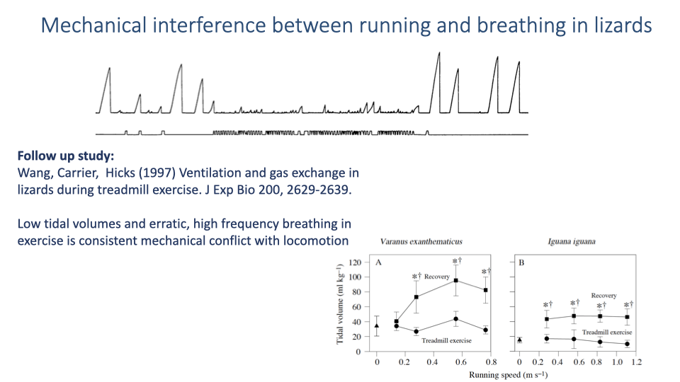 Slide titled "Mechanical interference between running and breathing in lizards" showing a follow-up study by Wang, Carrier, and Hicks (1997) on ventilation and gas exchange in lizards during treadmill exercise. Data traces show low tidal volumes and erratic, high-frequency breathing during exercise, consistent with mechanical conflict between locomotion and ventilation.