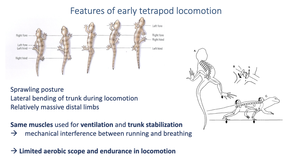 Summary slide titled "Features of early tetrapod locomotion" listing key characteristics: sprawling posture, lateral bending of trunk during locomotion, relatively massive distal limbs, same muscles used for ventilation and trunk stabilization leading to mechanical interference between running and breathing, resulting in limited aerobic scope and endurance in locomotion. Anatomical illustrations show the skeletal structure and lateral trunk bending of early tetrapods.