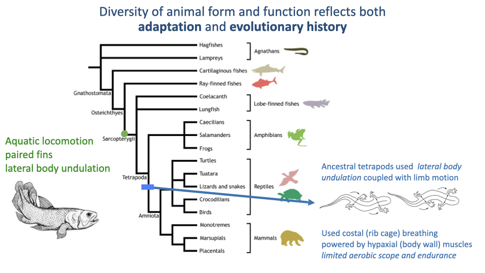 Phylogenetic tree diagram showing the evolution from aquatic sarcopterygian fish to tetrapods, now annotated with key features. At the base of the tetrapod clade: "Ancestral tetrapods used lateral body undulation coupled with limb motion." Further annotation reads: "Used costal (rib cage) breathing powered by hypaxial body wall muscles; limited aerobic scope and endurance in locomotion."