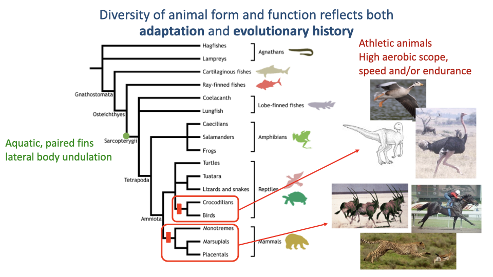 Phylogenetic tree diagram with additional annotations highlighting the groups with "Athletic animals: high aerobic scope, speed and/or endurance." Red highlights mark specific lineages among mammals and birds that have evolved enhanced locomotor performance. Illustrations show athletic animals including horses, cheetahs, ostriches, and other fast-running species at the tips of these branches.