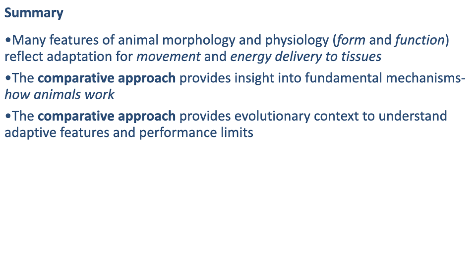 Summary slide with three bullet points: (1) Many features of animal morphology and physiology (form and function) reflect adaptation for movement and energy delivery to tissues, (2) The comparative approach provides insight into fundamental mechanisms of how animals work, (3) The comparative approach provides evolutionary context to understand adaptive features and performance limits.