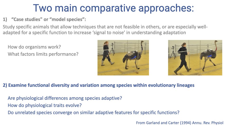Slide titled "Two main comparative approaches" showing both approaches with photos of a human child walking and an ostrich walking side by side. Approach 1: "Case studies" or "model species" — study specific animals to increase signal-to-noise in understanding adaptation. Approach 2: Examine functional diversity and variation among species within evolutionary lineages, asking whether differences are adaptive, how traits evolve, and whether unrelated species converge. Reference: Garland and Carter (1994).