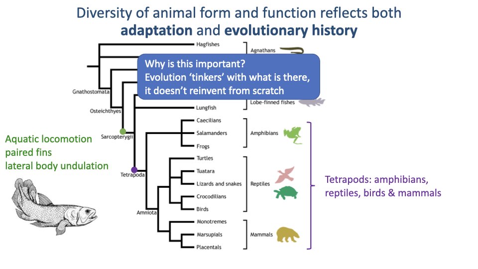 Phylogenetic tree titled "Diversity of animal form and function reflects both adaptation and evolutionary history." Shows vertebrate evolution from sarcopterygian fish (aquatic locomotion, paired fins, lateral body undulation) through the tetrapod radiation into amphibians, reptiles, birds, and mammals. Highlighted box: "Evolution tinkers with what is there; it doesn't reinvent from scratch."