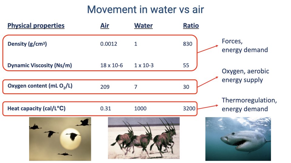 Table titled "Movement in water vs air" comparing physical properties. Density: Air 0.0012, Water 1, Ratio 830. Dynamic Viscosity: Air 18 x 10⁻⁶, Water 1 x 10⁻³, Ratio 55. Oxygen content: Air 209 mL O₂/L, Water 7, Ratio 30. Heat capacity: Air 0.31, Water 1000, Ratio 3200. Photos of flying birds, running antelope, and a shark illustrate the three locomotor modes.