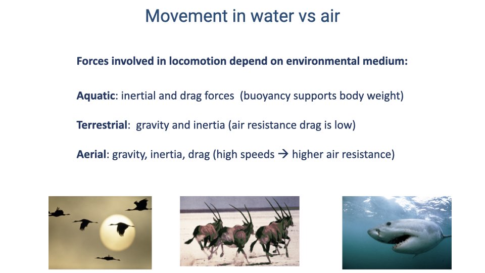 Text slide titled "Movement in water vs air" listing forces by locomotor mode. Aquatic: inertial and drag forces, buoyancy supports body weight. Terrestrial: gravity and inertia, air resistance drag is low. Aerial: gravity, inertia, drag — high speeds lead to higher air resistance. Photos of flying birds, running antelope, and a shark.