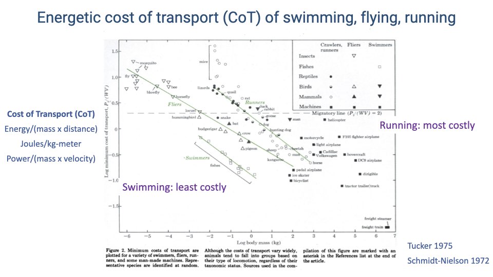 Log-log scatter plot titled "Energetic cost of transport (CoT) of swimming, flying, running" showing body mass vs. cost of transport for crawlers/runners, fliers, and swimmers across insects, fishes, reptiles, birds, and mammals. Three regression lines show running is the most costly, swimming is the least costly, and flying is intermediate. CoT defined as Energy/(mass x distance) in Joules/kg-meter, or equivalently Power/(mass x velocity). References: Tucker 1975, Schmidt-Nielson 1972.