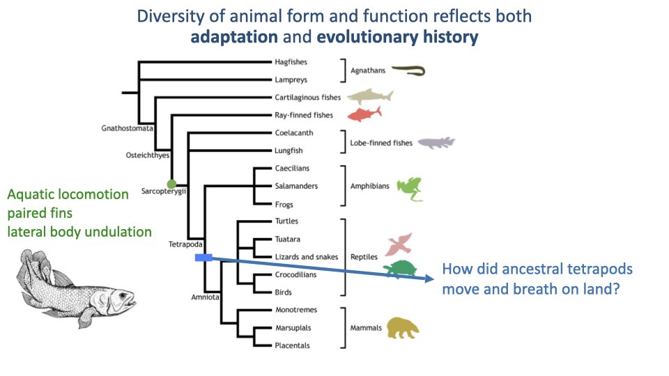 Phylogenetic tree similar to Slide 4, now with a blue arrow pointing from the sarcopterygian fish ancestor toward the tetrapod clade, asking "How did ancestral tetrapods move and breathe on land?" Shows divergence into amphibians, reptiles, birds, and mammals.