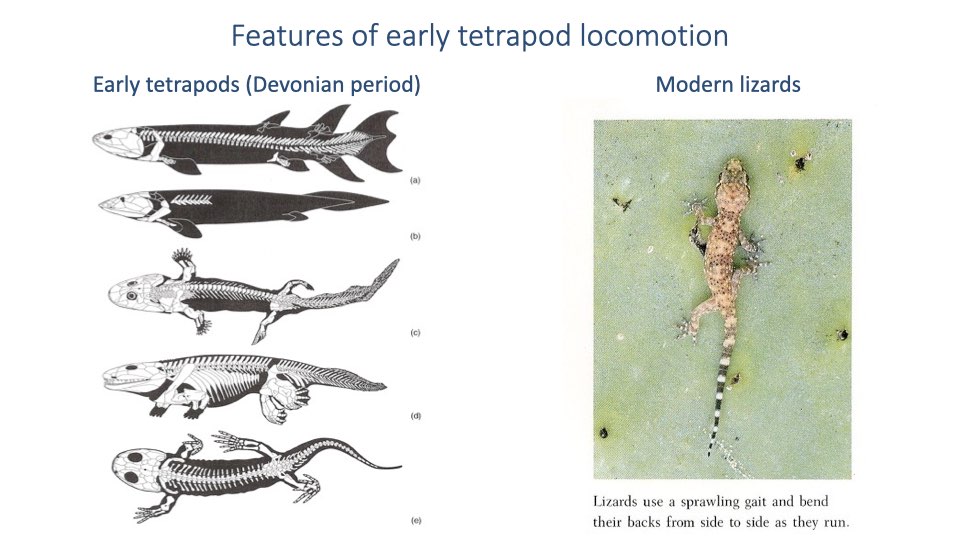 Slide titled "Features of early tetrapod locomotion" with two columns. Left: "Early tetrapods (Devonian period)" showing skeletal illustrations of fish-like animals transitioning to four-legged forms with sprawling posture. Right: "Modern lizards" with a photo of a lizard and text "Lizards use a sprawling gait and bend their backs from side to side as they run."