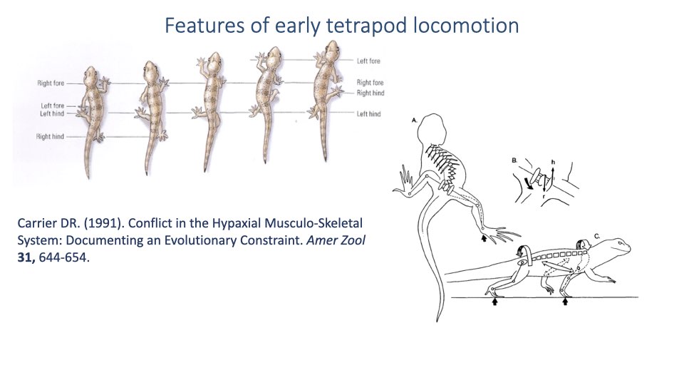 Slide titled "Features of early tetrapod locomotion" showing anatomical drawings from Carrier (1991). Left: sequence of lizard locomotor poses showing lateral trunk bending during a full stride cycle, with labeled limb positions. Right: skeletal diagram showing trunk musculature and ribcage anatomy of a lizard, illustrating how intercostal muscles are engaged during locomotion.
