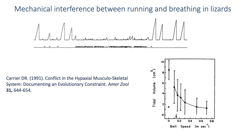 Slide titled "Mechanical interference between running and breathing in lizards" from Carrier (1991). Top: breathing trace showing large, regular tidal volume peaks at rest that become small and erratic during locomotion. Bottom right: graph of tidal volume (cm³) vs. belt speed (m/sec) showing tidal volume decreasing from ~8 cm³ at rest to ~1.5 cm³ at 0.8 m/s.
