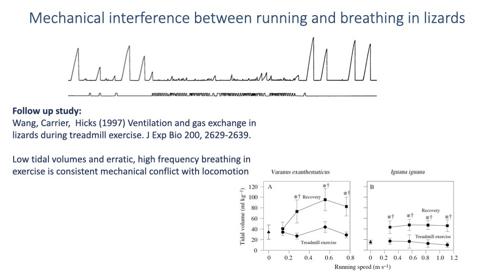 Slide titled "Mechanical interference between running and breathing in lizards" showing follow-up data from Wang, Carrier, and Hicks (1997). Breathing trace shows erratic, low-amplitude breaths during exercise. Two graphs compare tidal volume vs. running speed for Varanus exanthematicus and Iguana iguana, showing tidal volumes remain flat or decrease during treadmill exercise but increase dramatically during the recovery period after exercise stops.