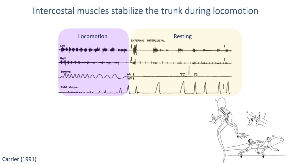 Slide titled "Intercostal muscles stabilize the trunk during locomotion" showing EMG data from Carrier (1991). Left panel (purple highlight, "Locomotion"): EMG recordings of left and right intercostal muscles firing rhythmically with each locomotor stride, with body bending trace and small, irregular tidal volumes. Right panel (yellow highlight, "Resting"): intercostal EMG firing only during breathing cycles with large, regular tidal volumes. A skeletal diagram of a lizard on a treadmill is shown.