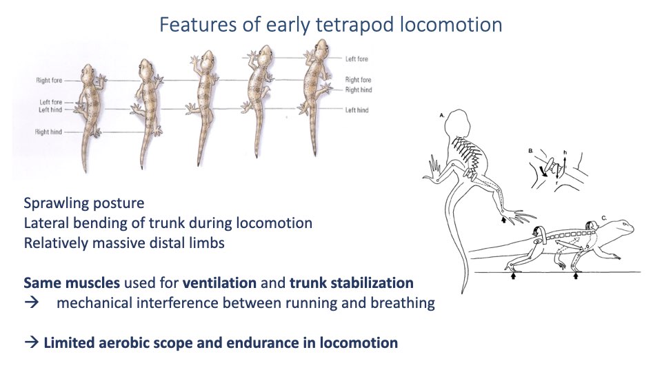 Summary slide titled "Features of early tetrapod locomotion" listing: sprawling posture, lateral bending of trunk during locomotion, relatively massive distal limbs. Same muscles used for ventilation and trunk stabilization, leading to mechanical interference between running and breathing, resulting in limited aerobic scope and endurance in locomotion. Anatomical illustrations of lizard locomotion and skeletal structure are shown.