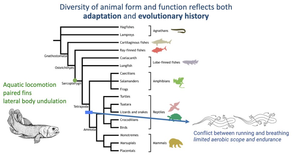 Phylogenetic tree annotated with a blue arrow showing the ancestral constraint propagating across tetrapod lineages, with text: "Conflict between running and breathing — limited aerobic scope and endurance." A lizard illustration at the arrow tip represents the ancestral condition.