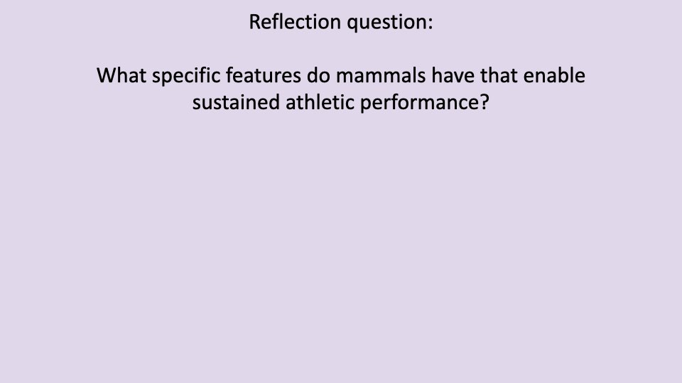 Slide with a lavender background showing a reflection question: "What specific features do mammals have that enable sustained athletic performance?"