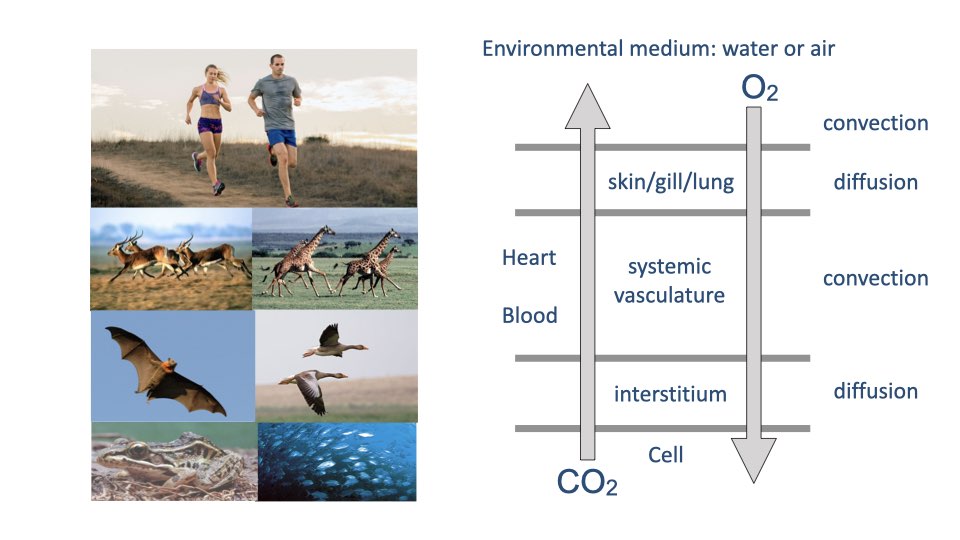 Diagram showing the steps of gas exchange from the environmental medium (water or air) to the cell. Left side shows photos of diverse animals (runners, antelope, bats, birds, crocodile, fish). Right side shows a schematic with alternating convection and diffusion steps: O₂ enters by convection, crosses the respiratory surface (skin/gill/lung) by diffusion, is transported by the heart and blood through the systemic vasculature by convection, crosses the interstitium by diffusion, and reaches the cell where CO₂ is produced.
