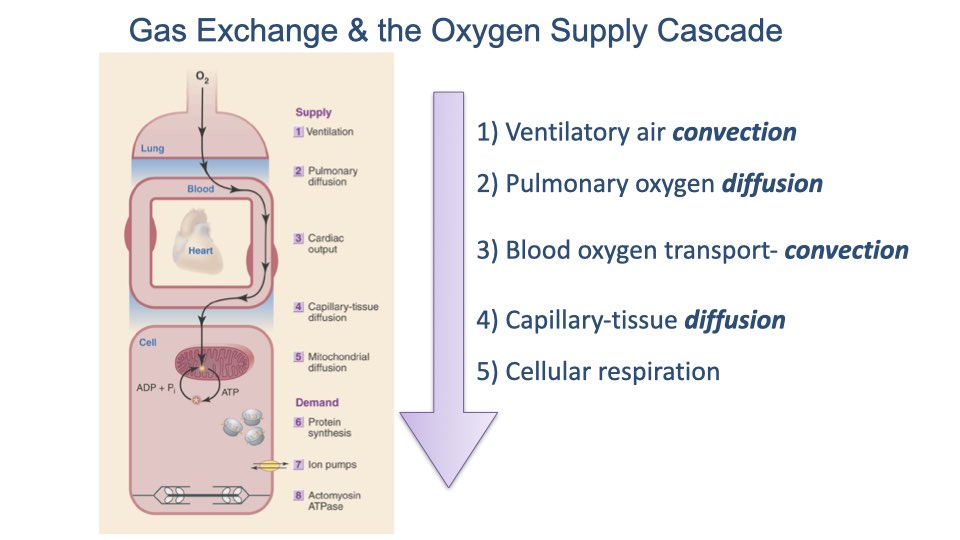 Diagram titled "Gas Exchange and the Oxygen Supply Cascade" with an anatomical illustration of a cell showing the full pathway from lung to mitochondria. Right side lists the five steps: (1) Ventilatory air convection, (2) Pulmonary oxygen diffusion, (3) Blood oxygen transport — convection, (4) Capillary-tissue diffusion, (5) Cellular respiration. The demand side lists protein synthesis, ion pumps, and actomyosin ATPase. A downward purple arrow indicates the progressive decrease in oxygen along the cascade.