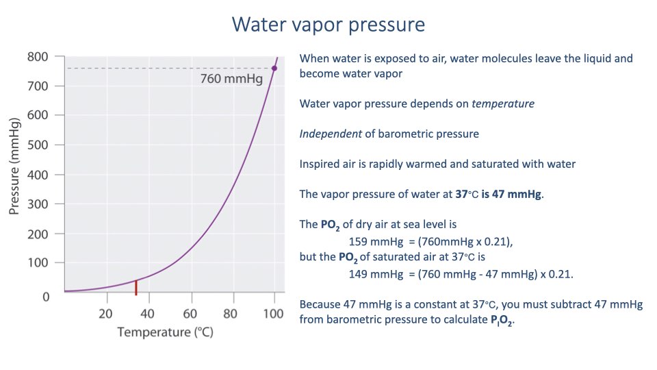 Slide titled "Water vapor pressure" with a graph showing water vapor pressure (mmHg) vs. temperature (°C). The curve rises exponentially, reaching 760 mmHg near 100°C. At 37°C, the vapor pressure is marked as 47 mmHg. Key points listed: water vapor pressure depends on temperature and is independent of barometric pressure. Inspired air is rapidly warmed and saturated with water. The PO₂ of dry air at sea level is 159 mmHg (760 x 0.21), but the PO₂ of saturated air at 37°C is 149 mmHg = (760 - 47) x 0.21. Because 47 mmHg is a constant at 37°C, you must subtract 47 mmHg from barometric pressure to calculate P_IO₂.