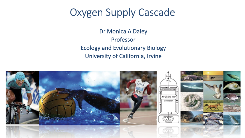 Title slide for "Oxygen Supply Cascade" by Dr. Monica A. Daley, Professor, Ecology and Evolutionary Biology, University of California, Irvine. Background collage shows diverse animals and humans exercising: a sea turtle, swimmer, cyclist, parrot, fish, horse, and runners.