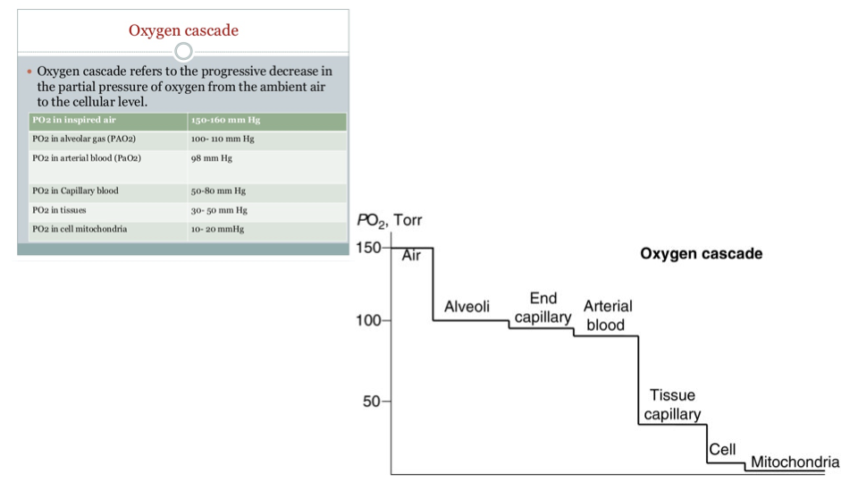 Slide titled "Oxygen cascade" with a table showing the progressive decrease in PO₂ at each step: inspired air (150 mmHg), alveolar gas (100–110 mmHg), arterial blood (98 mmHg), capillary blood (30–60 mmHg), tissues (20–30 mmHg), cell mitochondria (10–20 mmHg). A graph plots PO₂ (Torr) on the y-axis against the cascade steps (Air, Alveoli, End capillary, Arterial blood, Tissue capillary, Cell, Mitochondria), showing a staircase-like decrease from ~150 to ~10 Torr.