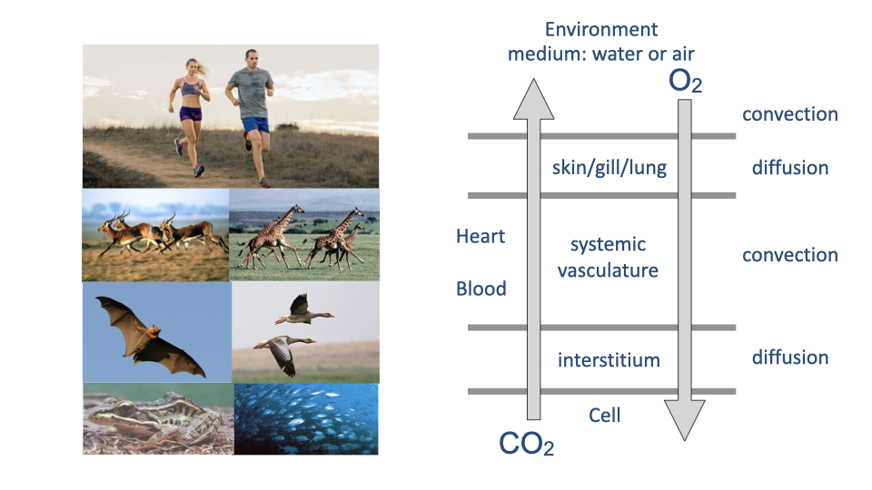 Slide showing the gas exchange pathway between environment and cell. Photos of diverse exercising animals (runners, birds, swimmers) border the left side. A vertical flow diagram on the right traces the alternating convection and diffusion steps: Environment (water or air) → O₂ convection → skin/gill/lung → diffusion → Heart/Blood → systemic vasculature convection → interstitium → diffusion → Cell, with CO₂ flowing in the opposite direction.