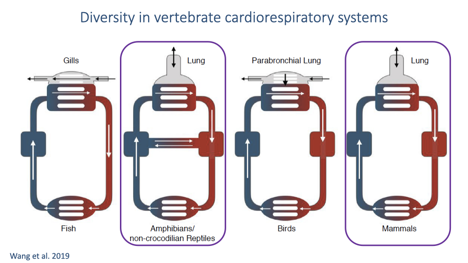 Slide titled "Diversity in vertebrate cardiorespiratory systems" showing four schematic diagrams comparing respiratory designs: (1) Fish — gills with countercurrent exchange, (2) Amphibians/crocodilians/trachea — lungs with cross-current features, (3) Birds — parabronchial lung with cross-current exchange, (4) Mammals — tidal lungs with pool-type exchange. Red indicates oxygenated blood, blue indicates deoxygenated blood. Reference: Wang et al., 2019.
