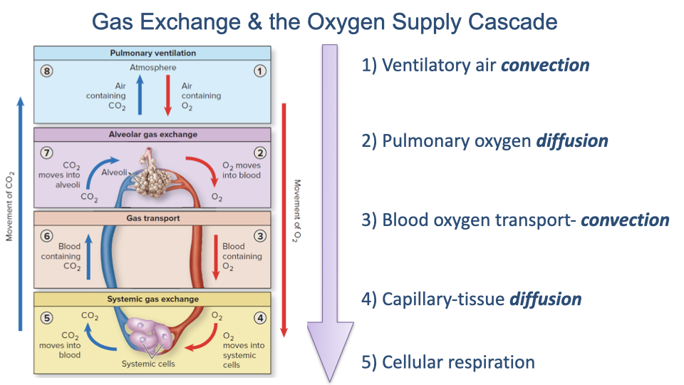 Slide titled "Gas Exchange and the Oxygen Supply Cascade" with a diagram showing the five steps: (1) Ventilatory air convection (highlighted), (2) Pulmonary oxygen diffusion, (3) Blood oxygen transport — convection, (4) Capillary-tissue diffusion, (5) Cellular respiration. An anatomical illustration traces the pathway from lungs through blood to cells.