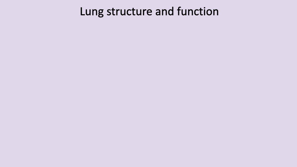 Section title slide with lavender background reading "Lung structure and function."