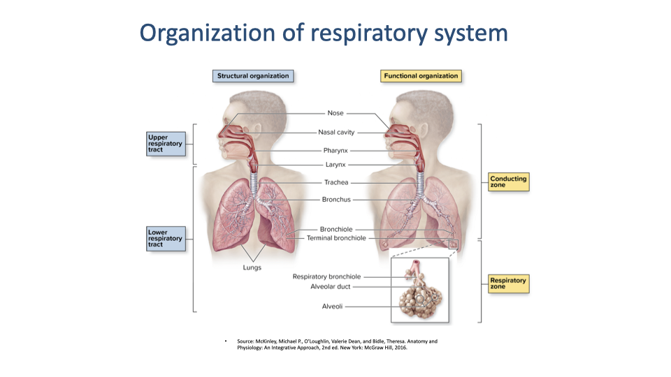 Slide titled "Organization of respiratory system" showing two anatomical diagrams of the human respiratory system: a sagittal view of the head and upper airway (nasal cavity, pharynx, larynx, trachea) and an anterior view of the lungs and bronchial tree. Labeled structures include the nasal cavity, pharynx, larynx, trachea, primary bronchi, lungs, and diaphragm. Inset image shows microscopic view of alveolar structure.