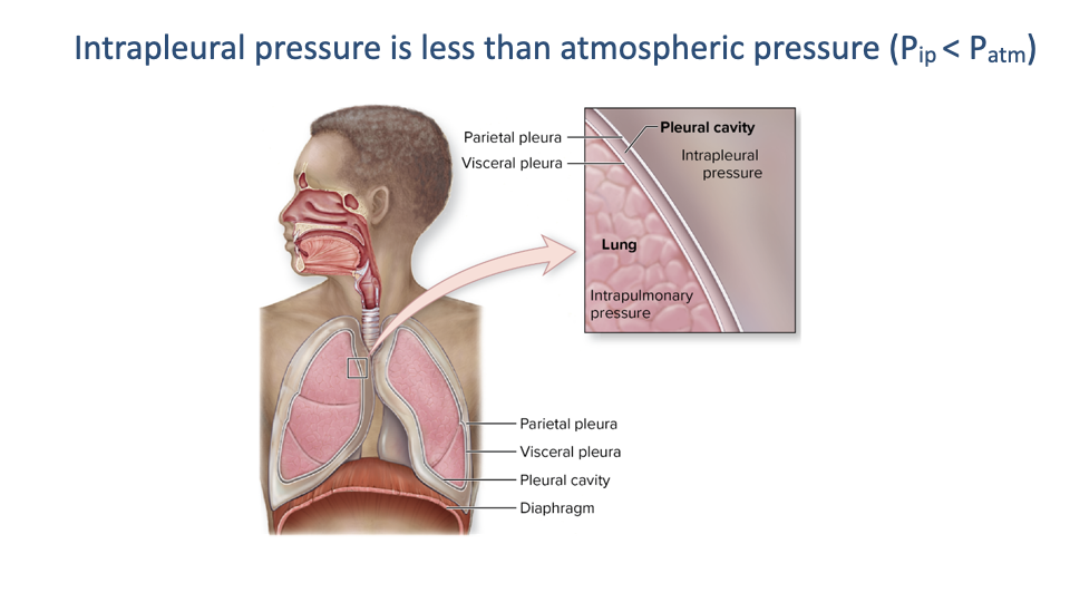 Slide titled "Intrapleural pressure is less than atmospheric pressure (P_ip < P_atm)" with an anatomical diagram of the thoracic cavity. Labels identify the parietal pleura, visceral pleura, pleural cavity, and diaphragm. An inset shows a cross-section of the pleural layers surrounding the lung.