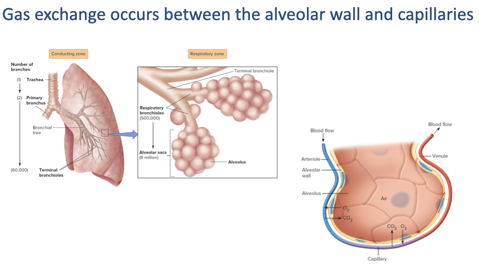 Slide titled "Gas exchange occurs between the alveolar wall and capillaries." An anatomical illustration shows the lung, zooming in from bronchioles to a cluster of alveoli, with a detailed cross-section of a single alveolus showing the alveolar wall, capillary network, and the thin barrier between alveolar air and capillary blood. Oxygenated and deoxygenated blood flow is indicated by red and blue coloring.