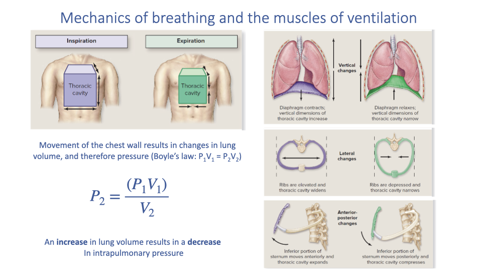 Slide titled "Mechanics of breathing and the muscles of ventilation" showing diagrams of the thoracic cavity during inspiration and expiration. During inspiration, the diaphragm contracts and flattens, and the rib cage expands, increasing thoracic volume. During expiration, the diaphragm relaxes and domes upward, and the rib cage returns to its resting position. Below: the equation for Boyle's Law P₂ = (P₁V₁)/V₂, with the statement "An increase in lung volume results in a decrease in intrapulmonary pressure."
